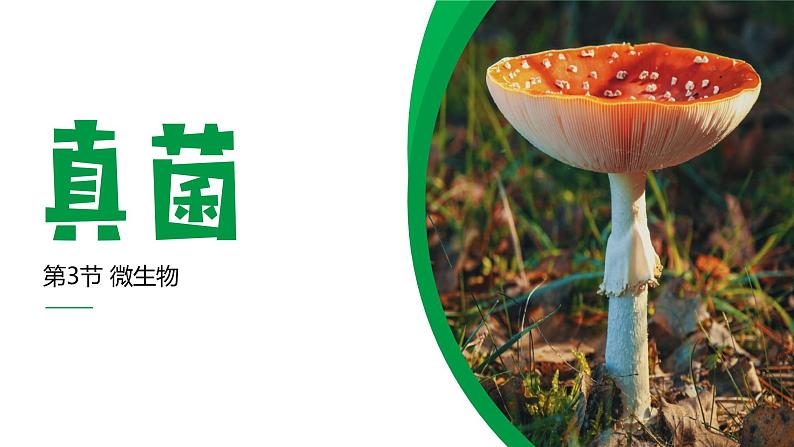 4.3.1 微生物（一）真菌（教学课件）-2022-2023学年八年级生命科学同步精品课堂（沪教版第二册）02