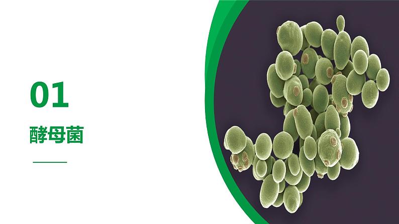 4.3.1 微生物（一）真菌（教学课件）-2022-2023学年八年级生命科学同步精品课堂（沪教版第二册）03