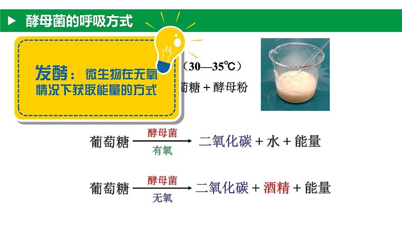 4.3.1 微生物（一）真菌（教学课件）-2022-2023学年八年级生命科学同步精品课堂（沪教版第二册）08