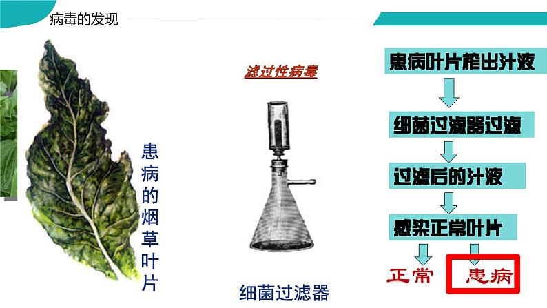 4.3.1 微生物（三）病毒（教学课件）-2022-2023学年八年级生命科学同步精品课堂（沪教版第二册）04