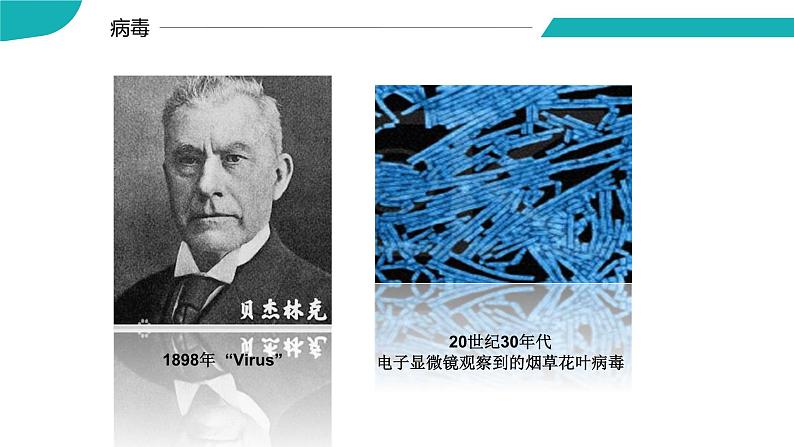 4.3.1 微生物（三）病毒（教学课件）-2022-2023学年八年级生命科学同步精品课堂（沪教版第二册）05