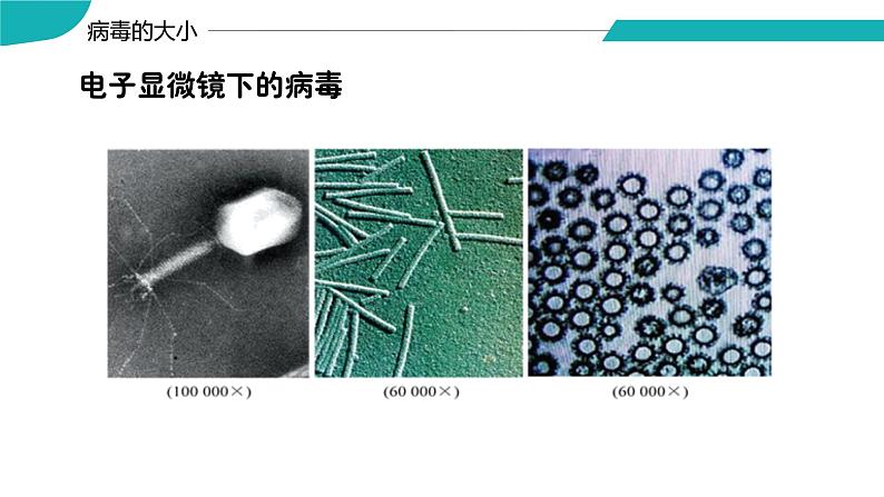 4.3.1 微生物（三）病毒（教学课件）-2022-2023学年八年级生命科学同步精品课堂（沪教版第二册）06