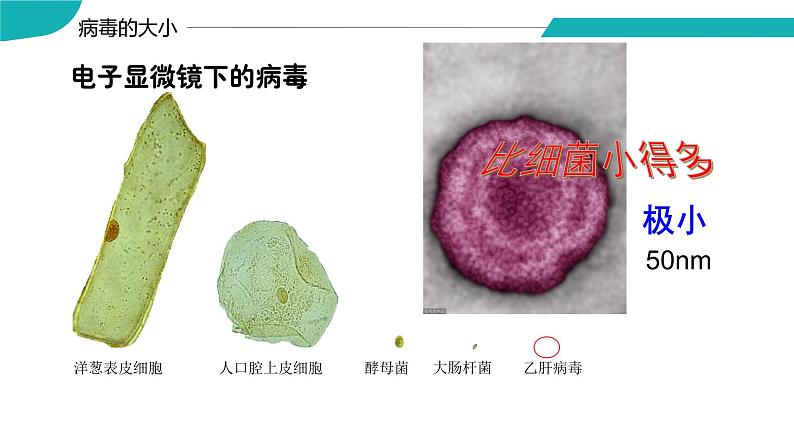 4.3.1 微生物（三）病毒（教学课件）-2022-2023学年八年级生命科学同步精品课堂（沪教版第二册）07