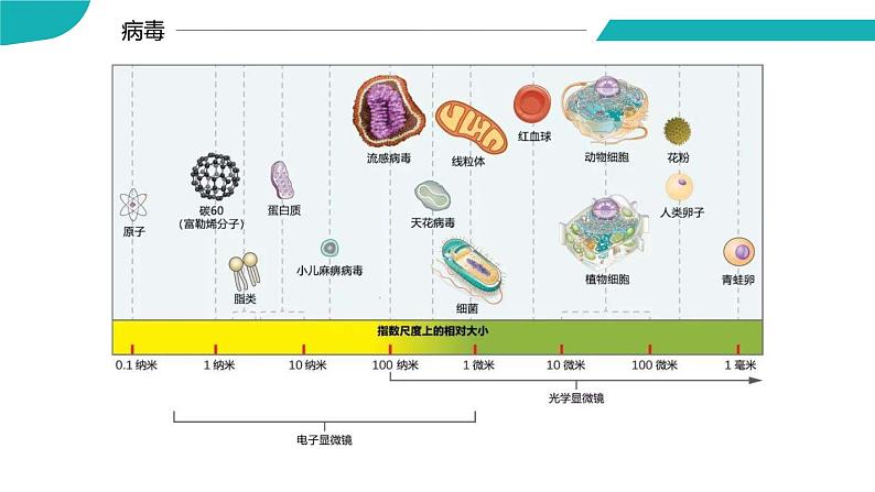 4.3.1 微生物（三）病毒（教学课件）-2022-2023学年八年级生命科学同步精品课堂（沪教版第二册）08