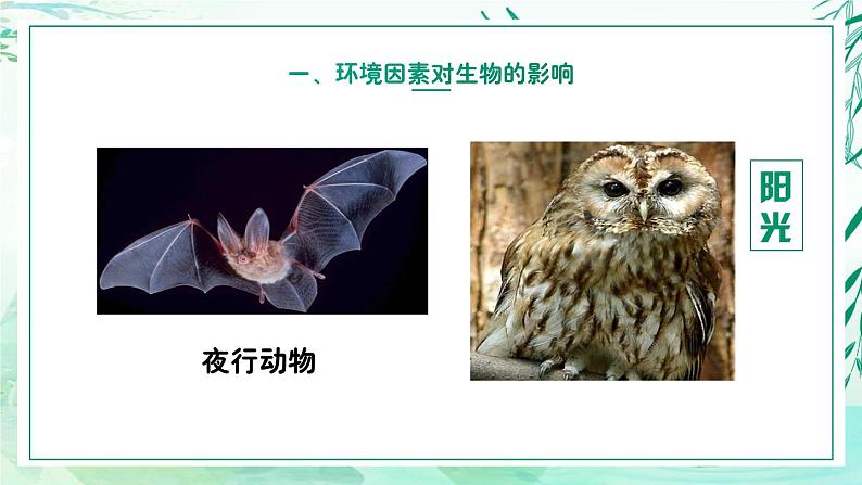 5.1.1+生物与环境（教学课件）-2022-2023学年八年级生命科学同步精品课堂（沪教版第二册）05