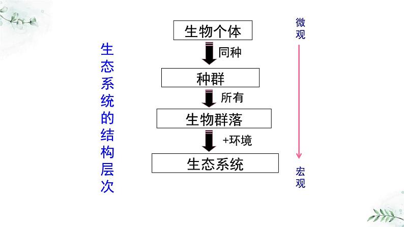 5.2.1+生态系统的结构与功能（教学课件）-2022-2023学年八年级生命科学同步精品课堂（沪教版第二册）第5页