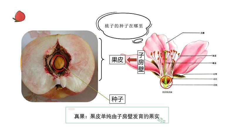 4.1.5 果实的结构与类型（教学课件）-2022-2023学年八年级生命科学同步精品课堂（沪教版第二册）第5页