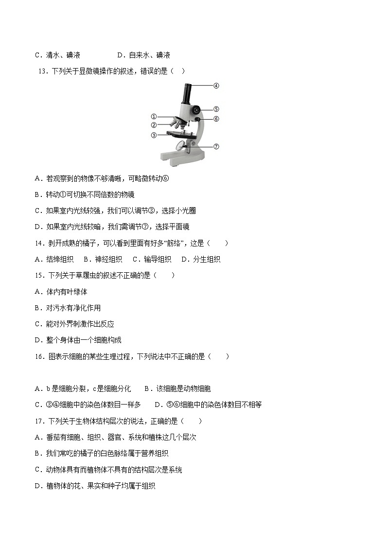 七年级生物开学摸底考（深圳专用）（考试版）第3页