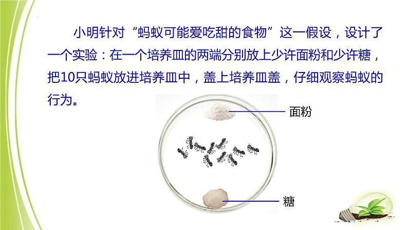 1.4+学习探究课件+-2023-2024学年冀少版生物七年级上册第5页