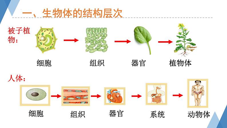 1.2.3多细胞生物体课件+-2023-2024学年冀少版生物七年级上册04