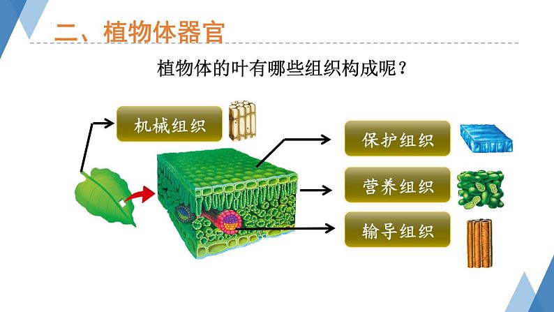 1.2.3多细胞生物体课件+-2023-2024学年冀少版生物七年级上册07