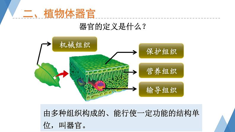 1.2.3多细胞生物体课件+-2023-2024学年冀少版生物七年级上册08