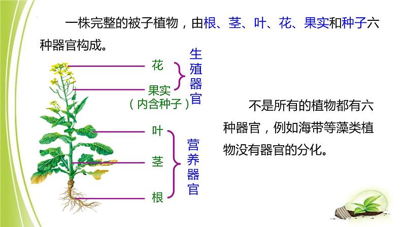 1.2.3多细胞生物体课件+2023-2024学年冀少版生物七年级上册07