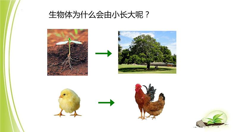 1.2.1-4细胞的分裂与生长课件+-2023-2024学年冀少版生物七年级上册02