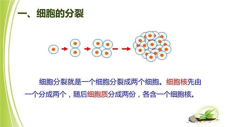 1.2.1-4细胞的分裂与生长课件+-2023-2024学年冀少版生物七年级上册04