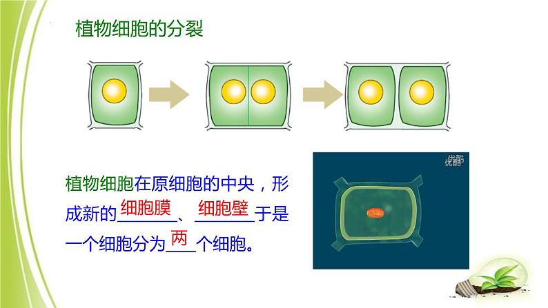 1.2.1-4细胞的分裂与生长课件+-2023-2024学年冀少版生物七年级上册05