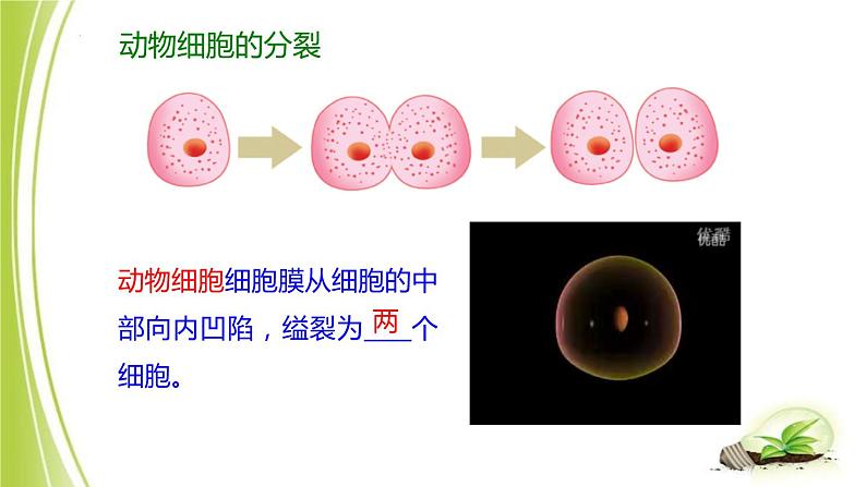 1.2.1-4细胞的分裂与生长课件+-2023-2024学年冀少版生物七年级上册06