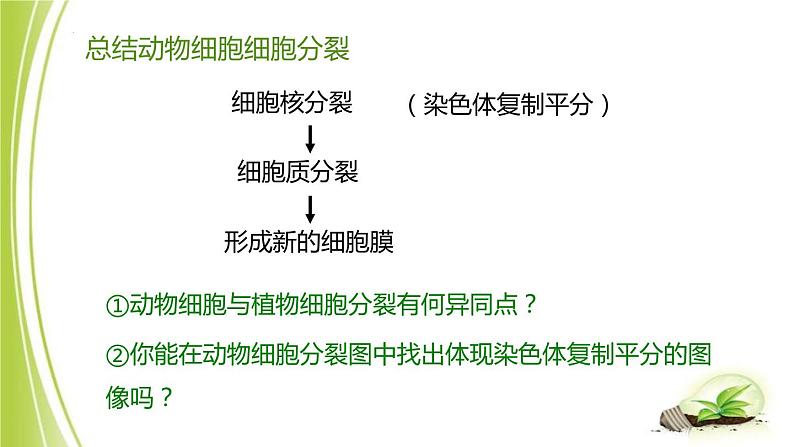 1.2.1-4细胞的分裂与生长课件+-2023-2024学年冀少版生物七年级上册08