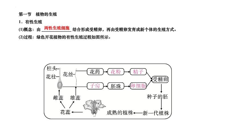 +7.1.1++植物的生殖+++课件2023--2024学年人教版生物八年级下册第2页