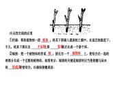 +7.1.1++植物的生殖+++课件2023--2024学年人教版生物八年级下册