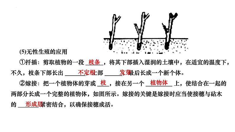 +7.1.1++植物的生殖+++课件2023--2024学年人教版生物八年级下册第5页