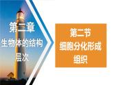 1.2.2细胞分化成组织课件-2023-2024学年冀少版生物七年级上册