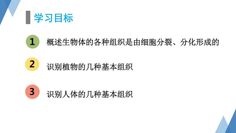 1.2.2细胞分化成组织课件-2023-2024学年冀少版生物七年级上册第2页