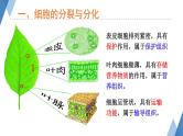 1.2.2细胞分化成组织课件-2023-2024学年冀少版生物七年级上册