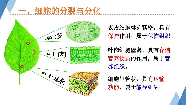 1.2.2细胞分化成组织课件-2023-2024学年冀少版生物七年级上册第4页