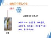 1.2.2细胞分化成组织课件-2023-2024学年冀少版生物七年级上册