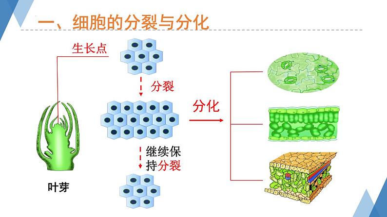 1.2.2细胞分化成组织课件-2023-2024学年冀少版生物七年级上册第6页