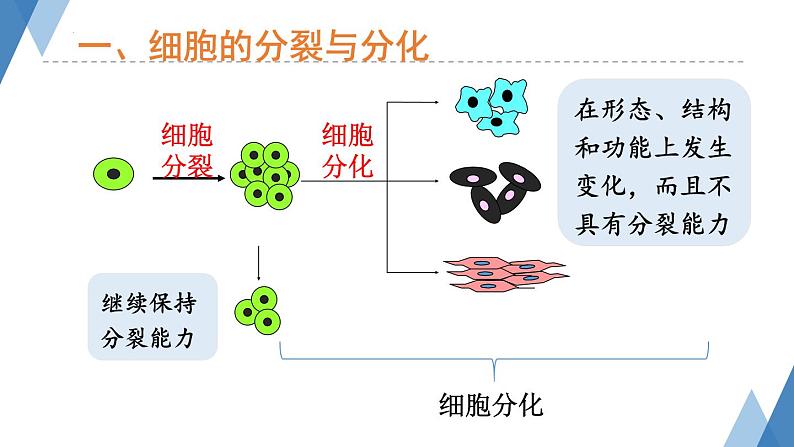 1.2.2细胞分化成组织课件-2023-2024学年冀少版生物七年级上册第7页