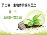1.2.2细胞分化成组织课件+2023-2024学年冀少版生物七年级上册