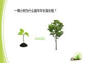 1.2.2细胞分化成组织课件+2023-2024学年冀少版生物七年级上册