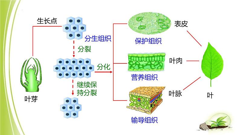 1.2.2细胞分化成组织课件+2023-2024学年冀少版生物七年级上册04