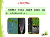 1.2.2细胞分化成组织课件+2023-2024学年冀少版生物七年级上册