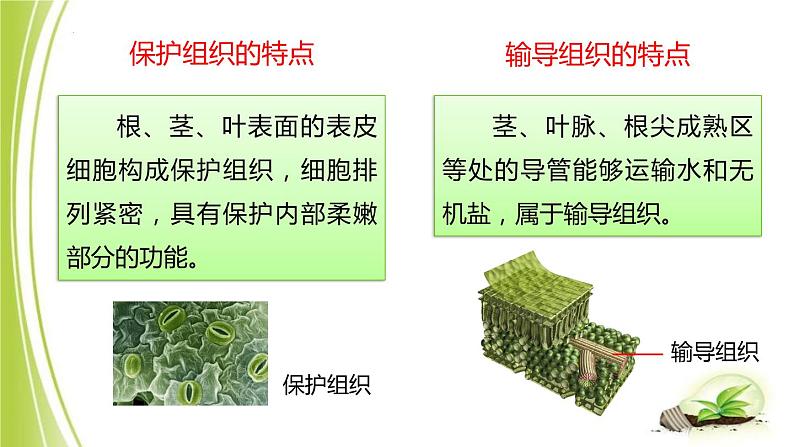 1.2.2细胞分化成组织课件+2023-2024学年冀少版生物七年级上册06