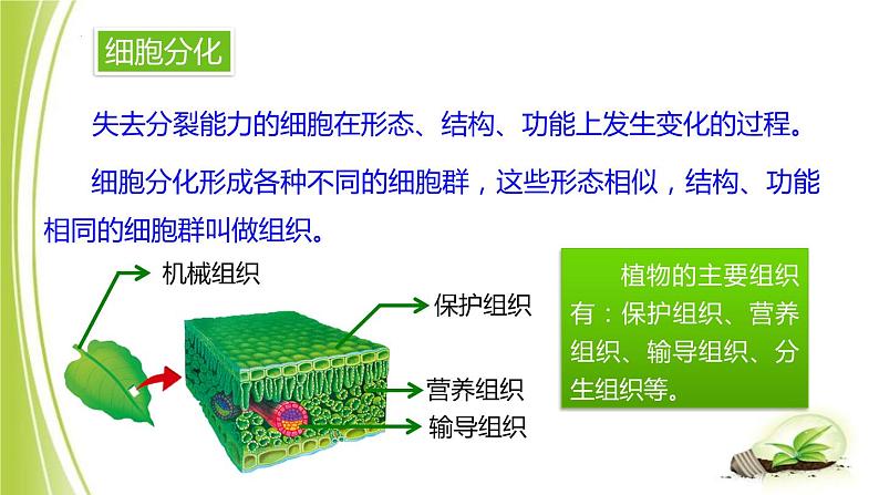 1.2.2细胞分化成组织课件+2023-2024学年冀少版生物七年级上册08