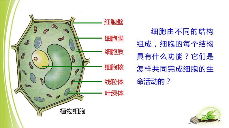 1.2.1-3细胞各部分的功能课件+-2023-2024学年冀少版生物七年级上册02