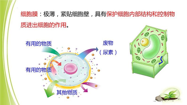 1.2.1-3细胞各部分的功能课件+-2023-2024学年冀少版生物七年级上册04