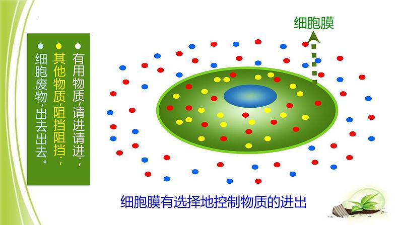 1.2.1-3细胞各部分的功能课件+-2023-2024学年冀少版生物七年级上册05