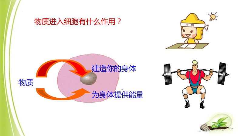 1.2.1-3细胞各部分的功能课件+-2023-2024学年冀少版生物七年级上册06