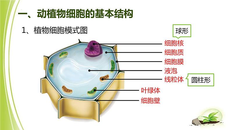 1.2.1-2细胞的结构课件+2023-2024学年冀少版生物七年级上册 (1)03