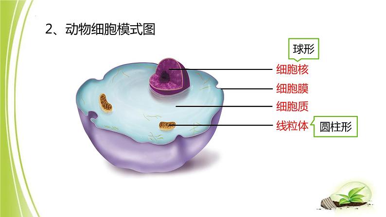 1.2.1-2细胞的结构课件+2023-2024学年冀少版生物七年级上册 (1)04