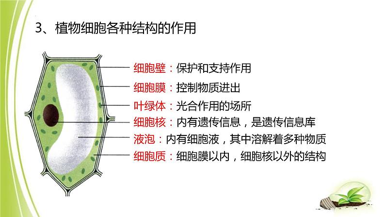 1.2.1-2细胞的结构课件+2023-2024学年冀少版生物七年级上册 (1)05