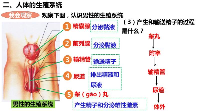 人教版生物七年级下册 4.1.2 人的生殖 同步课件+视频素材06