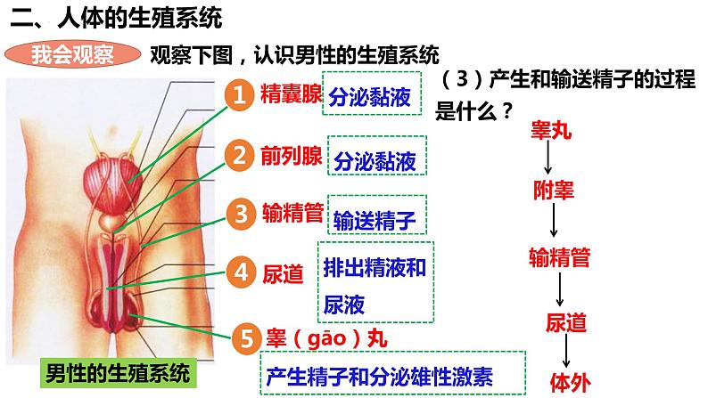 人教版生物七年级下册 4.1.2 人的生殖 同步课件第6页