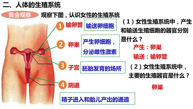 人教版生物七年级下册 4.1.2 人的生殖 同步课件第7页