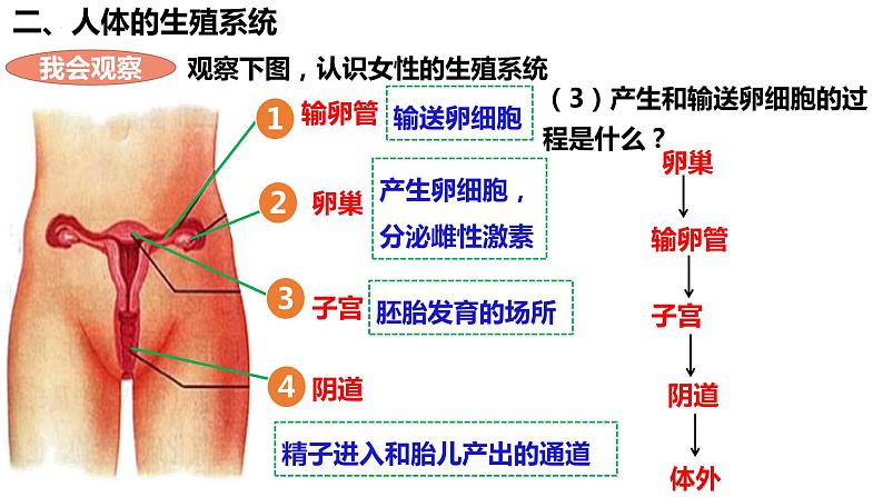 人教版生物七年级下册 4.1.2 人的生殖 同步课件第8页