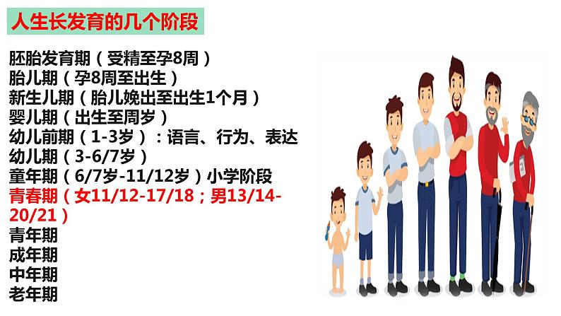 人教版生物七年级下册 4.1.3 青春期 同步课件03